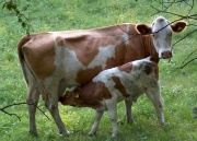 Calf-and-cow-i1.jpg