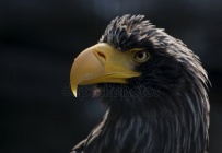 Depositphotos 104274436-stock-photo-portrait-of-an-eagle-shot.jpg