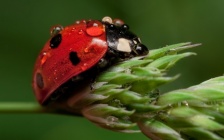 Ladybird-macro-plant-water-drops-insects-animal-16635-resized.jpg