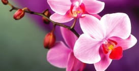 Orhideya2-973x500.jpg