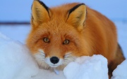 Fox-wallpaper-with-a-red-fox-in-the-snow-hd-animals-wallpapers.jpg
