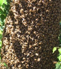 220px-Bees cluster.jpg