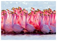 Pochemu-flamingo-rozovij-sajt-sovetov 3 (1).jpg