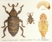 Hylobius abietis meyers 1888 v16 p352.jpg