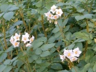 550px-Solanum tuberosum.JPG