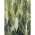 Дика пшениця.jpg