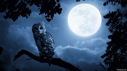 141117163407 mad full moon owl 624x351 thinkstock.jpg