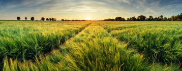 Depositphotos 75925837-stock-photo-rural-landscape-with-wheat-field.jpg