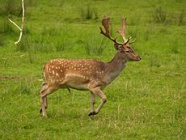Лань 230px-Fallow deer in field.jpg