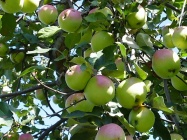 Яблуко 3.jpg