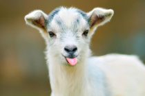 Depositphotos 5344901-stock-photo-funny-goat-puts-out-its.jpg