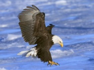 Eagle-73.jpg