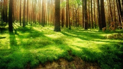 Ліс4.jpg
