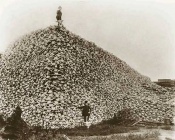 Buffalo-Skulls.jpg