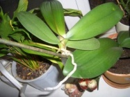 Znaitykak peresadit otrostok orhidei komnatnie cveti.jpg