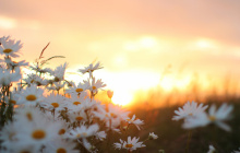Cvety-romashki-leto-priroda.jpg