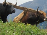 Bulls plowing in the mountains of paramo Mucuchies.JPG