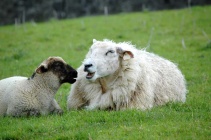 Sheepcry.jpg