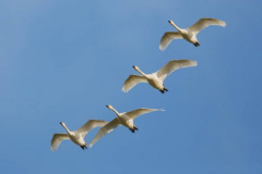 Depositphotos 130921906-stock-photo-swans-fly-in-the-sky.jpg