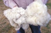 Wool sheep.jpg