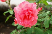 Рожа celebnie cveti5.jpg
