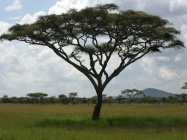Acacia tree 01.jpg