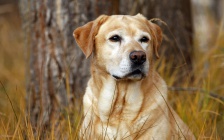 Собака, пес, лабрадор, охотник, трава, осень, 1920x1200.jpg