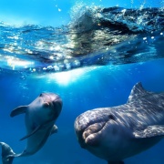 Дельфінимаютьімена.jpg