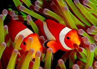 800px-Ocellaris clownfish, Flickr.jpg