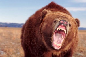 Бурый-медведь-12.jpg