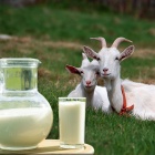 Goat-milk-800x600-600x600.jpg