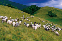 Sheeps310521.jpg