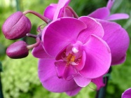 Orhideja1.jpg
