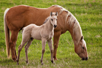 Mom-and-foal-donna-doherty.jpg