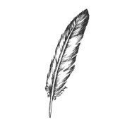 Pngtree-decorative-bird-flying-element-feather-vector-png-image 1805791.jpg