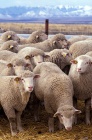394px-Flock of sheep3333.jpg