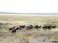 Mustang Utah 2005 2.jpg