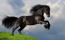 Depositphotos 1285559-stock-photo-friesian-stallion-gallop-in-field.jpg