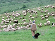 Shepherd sheep dogs.jpg