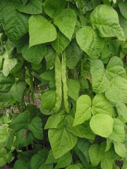 Phaseolus-vulgaris.jpg