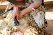 Opening-Day-and-Sheep-Shearing.jpg
