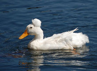 220px-Domestic-crested-duck-CamdenME.jpg