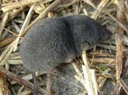 258px-Southern short-tailed shrew.jpg