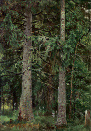 Ліс 3.jpg