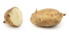 400px-Russet potato cultivar with sprouts.jpg