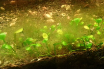 Nytchasti-vodorosti-ziavliaiutsia-cherez-porushennia-balansu-v-akvariumi.jpg