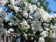 Appletree bloom l.jpg
