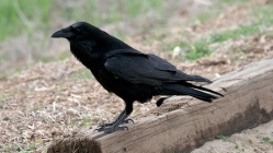 Raven-corax-bird-black.jpg