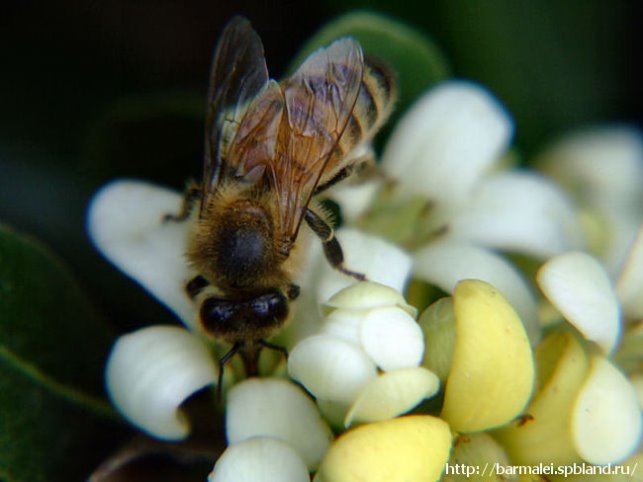 Файл:Бджжжж.jpg