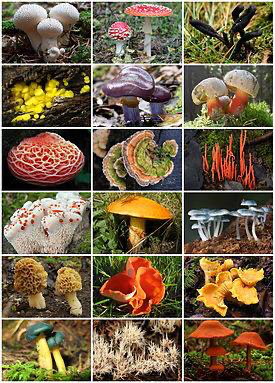 Разнообразия царства грибов15 11.png